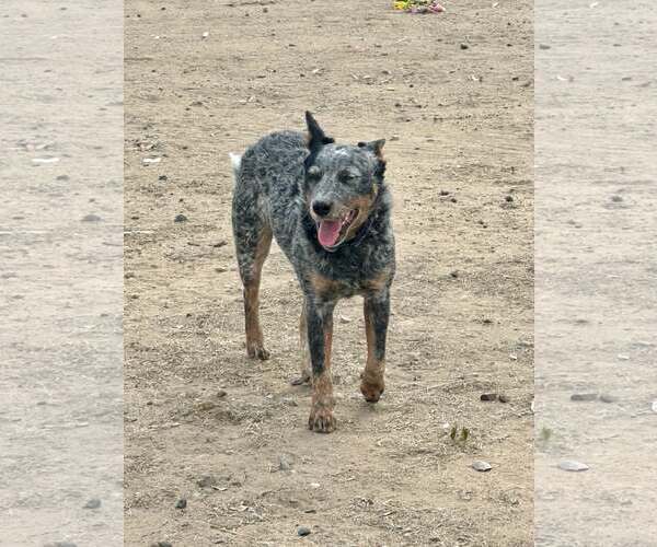 Medium Photo #1 Mutt Puppy For Sale in Paso Robles, CA, USA