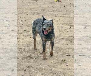 Mutt Dogs for adoption in Paso Robles, CA, USA