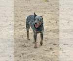 Small Mutt