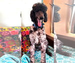 Small #13 Poodle (Standard)