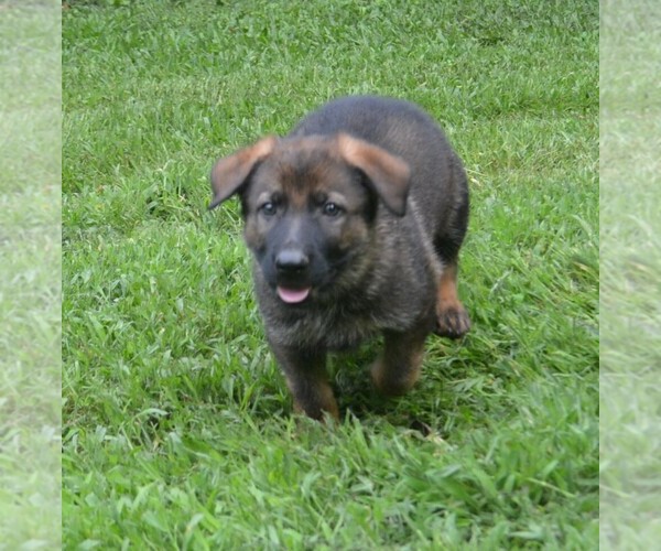 Medium Photo #6 German Shepherd Dog Puppy For Sale in POWDER SPRINGS, GA, USA