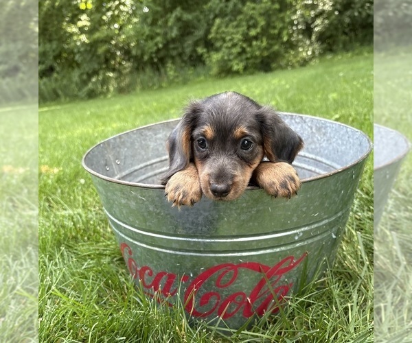 Medium Photo #4 Dachshund Puppy For Sale in MIDDLEBURY, IN, USA
