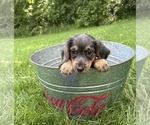 Small #3 Dachshund