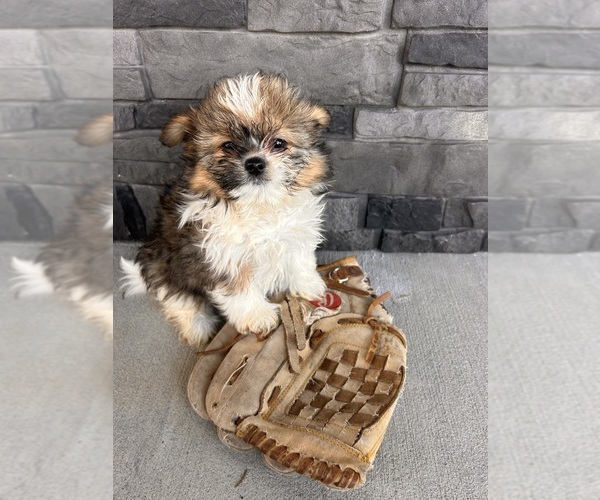 Medium Photo #5 Shiranian Puppy For Sale in MIDDLEBURY, IN, USA