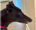 Small Greyhound