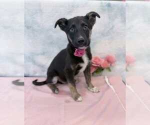 German Shepherd Dog-Unknown Mix Dogs for adoption in Lakewood, CO, USA