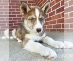 Small Photo #11 Siberian Husky Puppy For Sale in CO SPGS, CO, USA