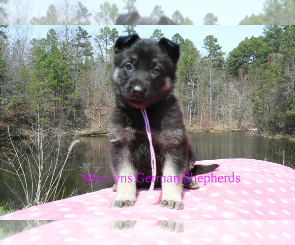 Medium Photo #2 German Shepherd Dog Puppy For Sale in PIEDMONT, MO, USA