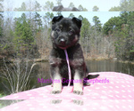 Small #1 German Shepherd Dog
