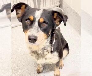 Mutt Dogs for adoption in Houston, TX, USA