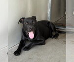 Small #1 Labrador Retriever Mix