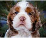 Small #1 Cocker Spaniel