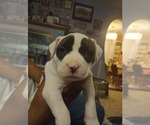 Small #1 American Bully