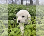 Puppy Violet Great Pyrenees