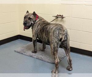 Presa Canario Dogs for adoption in Denver, CO, USA