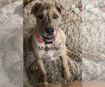 Puppy Magenta Great Dane