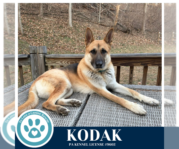 Medium Photo #11 German Shepherd Dog Puppy For Sale in Kimberton, PA, USA