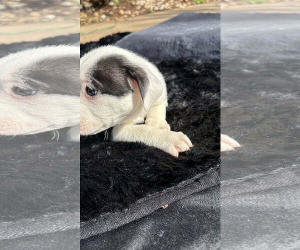 Medium Photo #12 American Pit Bull Terrier-Labrador Retriever Mix Puppy For Sale in Holly Springs, NC, USA