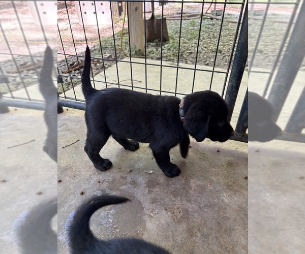 Medium Photo #6 Labrador Retriever Puppy For Sale in ROCKMART, GA, USA