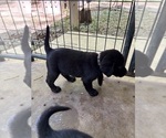 Small #5 Labrador Retriever