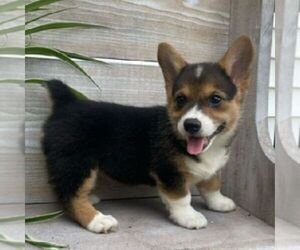 Pembroke Welsh Corgi Puppy for sale in NORTHERN CAMBRIA, PA, USA