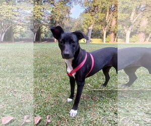 Feist Terrier-Labrador Retriever Mix Dogs for adoption in Monticello, MS, USA