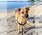 Scuttle - Male Shug Dog for Adoption - Small photo