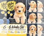 Puppy Yellow Double Doodle