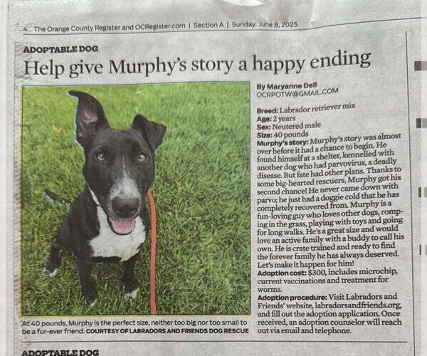 Medium Photo #10 Labrador Retriever-Unknown Mix Puppy For Sale in San Diego, CA, USA