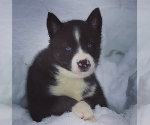 Siberian Husky Puppy for sale in HOLLISTER, WI, USA