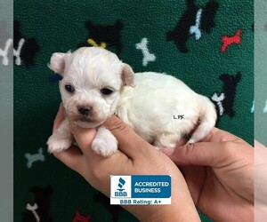 Maltipoo Puppy for sale in WINNSBORO, LA, USA