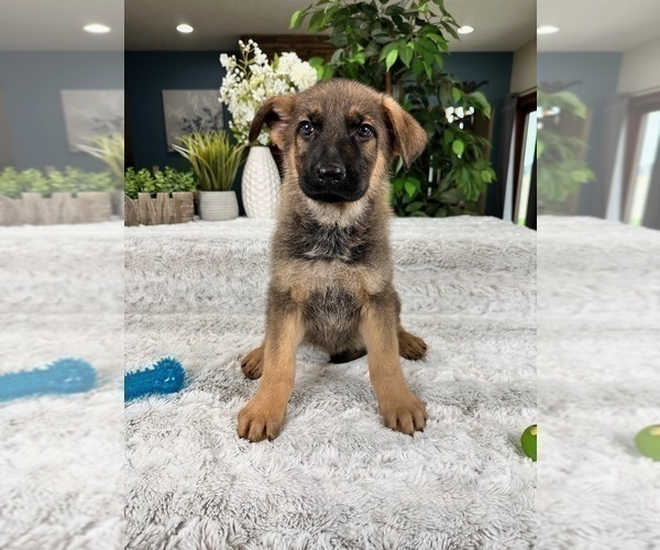 Medium Photo #3 German Shepherd Dog Puppy For Sale in GREENFIELD, IN, USA