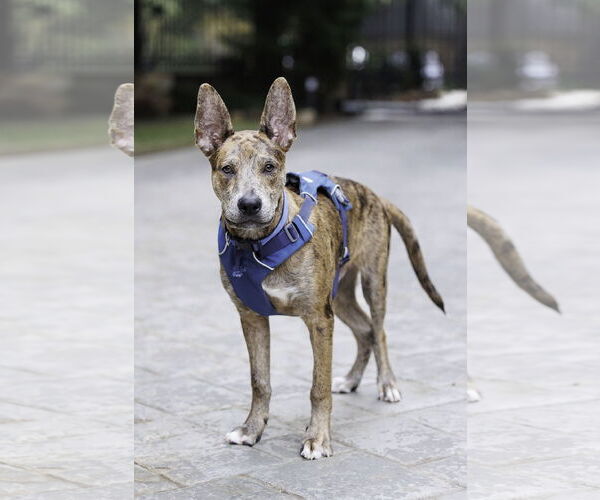 Medium Photo #2 Catahoula Leopard Dog-Holland Shepherd Mix Puppy For Sale in McKinney, TX, USA