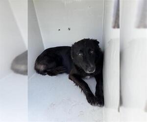 German Shepherd Dog-Unknown Mix Dogs for adoption in Houston, TX, USA