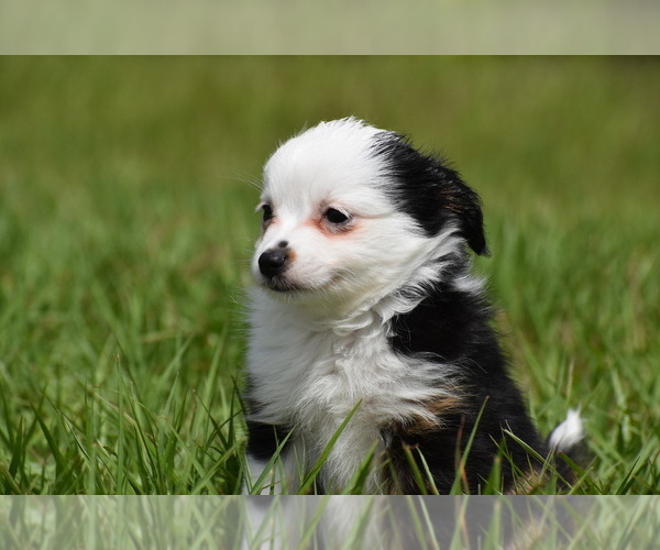 Medium Photo #6 Miniature Australian Shepherd Puppy For Sale in PALM COAST, FL, USA