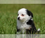 Small #5 Miniature Australian Shepherd