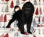 Small Photo #9 Poodle (Standard) Puppy For Sale in ASPERMONT, TX, USA