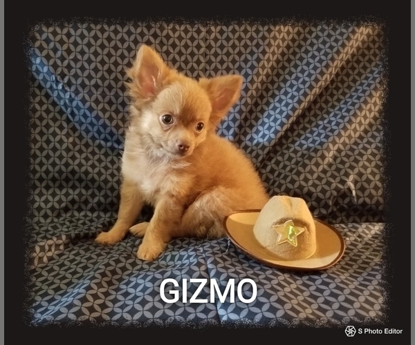 Medium Photo #6 Chihuahua Puppy For Sale in MANSFIELD, TX, USA