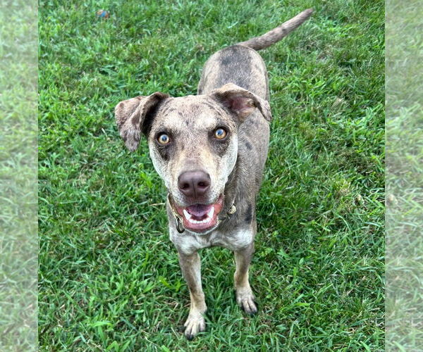 Medium Photo #2 Catahoula Leopard Dog-Unknown Mix Puppy For Sale in Brooklyn Center, MN, USA