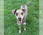 Small #1 Catahoula Leopard Dog Mix