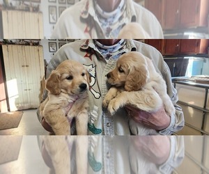 Golden Retriever Puppy for sale in BLUE EARTH, MN, USA