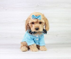 Cockapoo Puppy for sale in LAS VEGAS, NV, USA