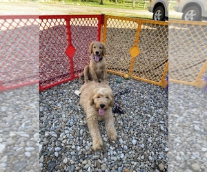 Goldendoodle Puppy for sale in JEROMESVILLE, OH, USA