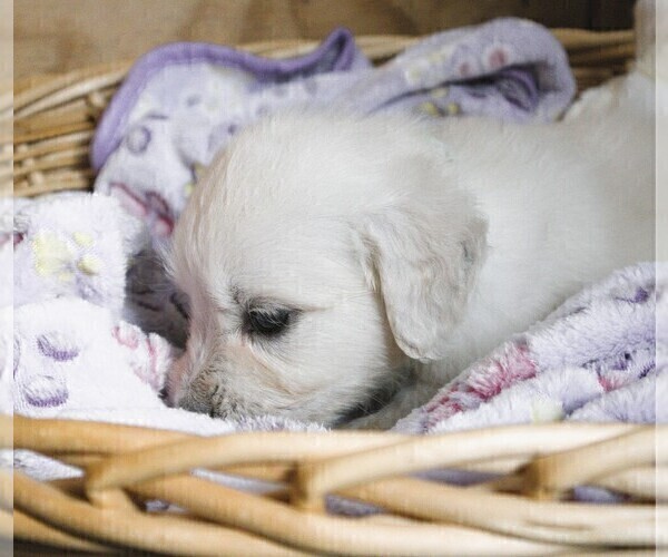 Medium Photo #3 English Cream Golden Retriever Puppy For Sale in LANCASTER, WI, USA