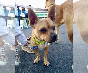Chihuahua-Unknown Mix Dogs for adoption in columbia, SC, USA