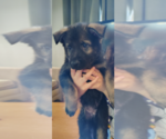 Puppy Scooter German Shepherd Dog