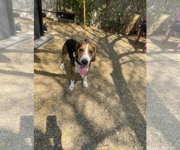 Medium Photo #5 Beagle Puppy For Sale in Las Vegas, NV, USA