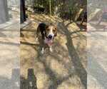 Small #4 Beagle