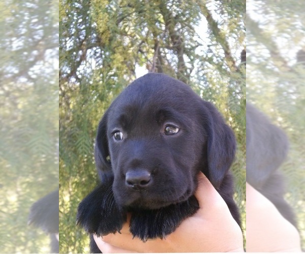 Medium Photo #7 Labrador Retriever Puppy For Sale in TEMECULA, CA, USA