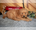 Small Photo #21 Golden Retriever Puppy For Sale in BALTIC, OH, USA